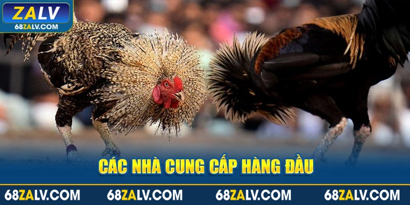 Các nhà cung cấp hàng đầu