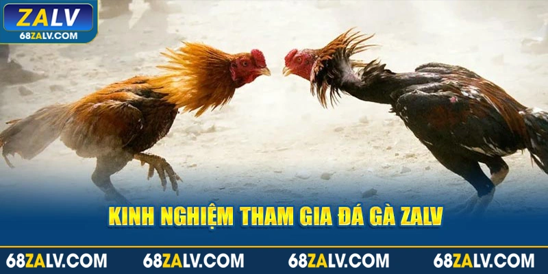 Kinh nghiệm chơi đá gà zalv