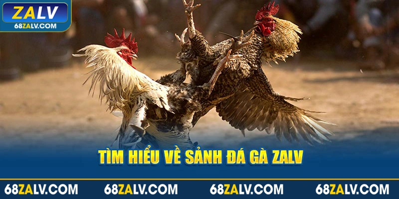 Tìm hiểu về sảnh đá gà Zalv