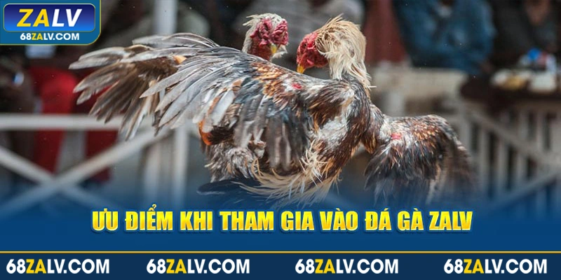 Ưu điểm khi tham gia vào đá gà Zalv